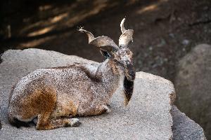 Nachwuchs bei den Markhoren in der Wilhelma